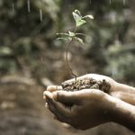 hands, plant, soil-1838659.jpg